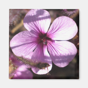 Pelargonie-Magnet Magnet