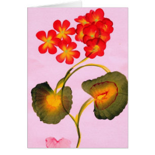 PELARGONIEN
