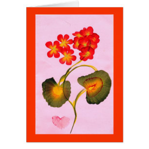 PELARGONIEN Karte