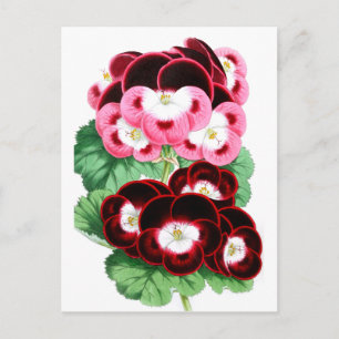 Pelargonien Postkarte