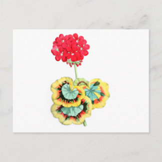 Pelargonium, Trikolore, Meteor Postkarte