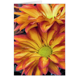 Pelee Chrysanthemums