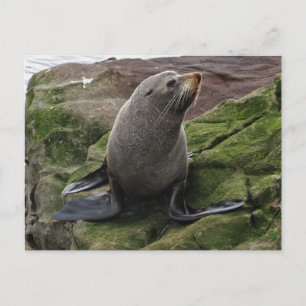 Peles Siegel auf Steinen Postkarte