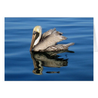 Pelican