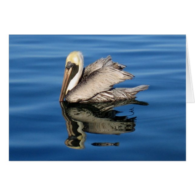 Pelican (Vorderseite (Horizontal))
