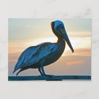 Pelican Alone/ Post Card Postkarte