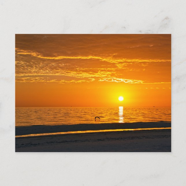Pelican at Orange Florida Sunset Postkarte (Vorderseite)