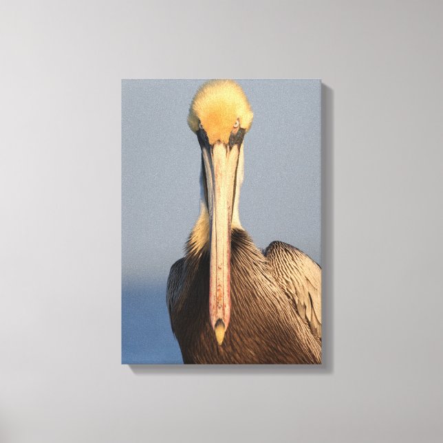 Pelican Attitude Leinwanddruck (Vorderseite)