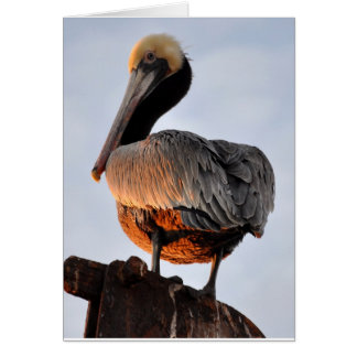 pélican au coucher du soleil