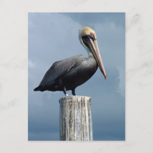 Pelican auf einem Piling 1. Postkarte