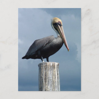 Pelican auf einem Piling 1. Postkarte