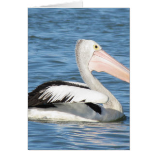 Pélican australien