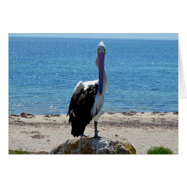 Pelican Avec Le Regard, (Devant horizontal)