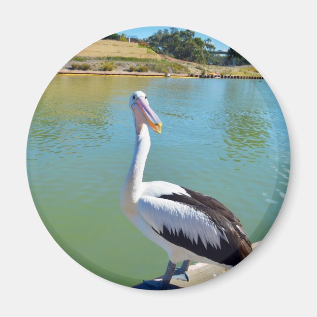 Pelican Back Chat, Kühlschrankmagnet (Vorne)