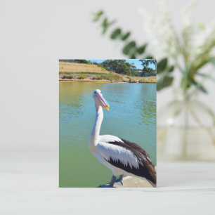 Pelican Back Chat, Postcard Postkarte