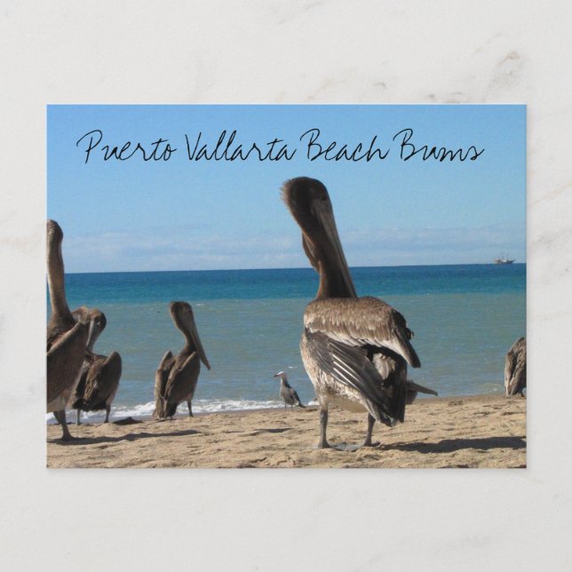 Pelican Beach Bums Postkarte (Vorderseite)