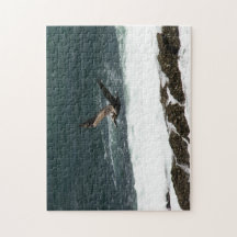 Pelican Bird Flying Pacific Ocean Rocks