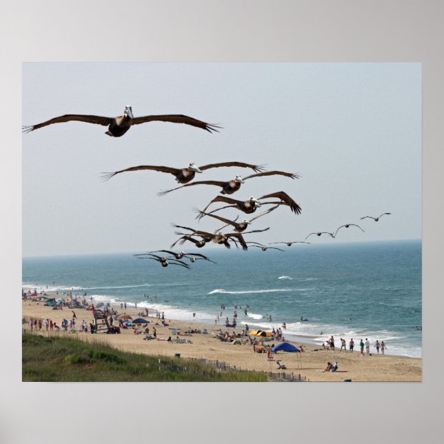 Pelican Bird Gang über OBX Beach Poster (Vorne)
