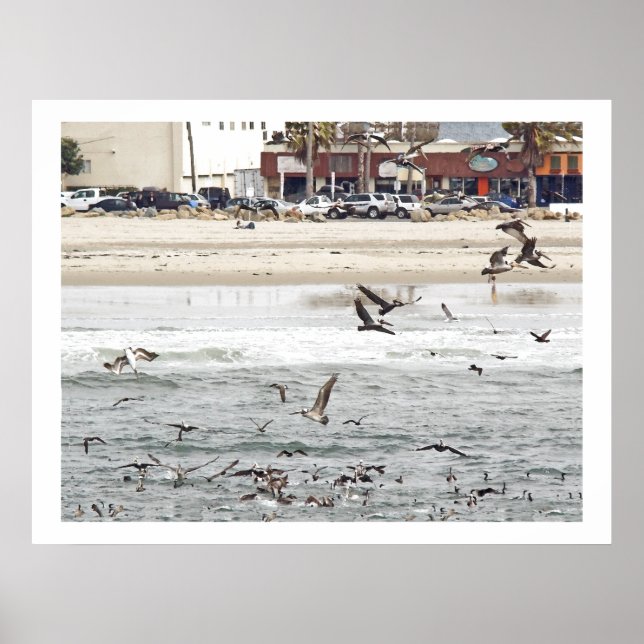 Pelican Birds Wildlife Animals Poster (Vorne)