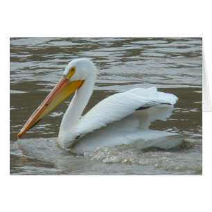 Pélican blanc B14 sur la rivière boueuse