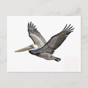 Pelican Clear Postkarte