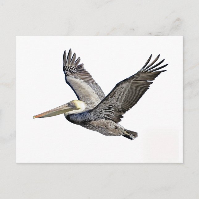 Pelican Clear Postkarte (Vorderseite)
