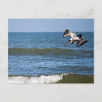 Pelican Diving Postcard