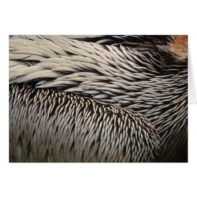 Pelican Feathers Abstrakt Nature Fotografy (Vorderseite (Horizontal))
