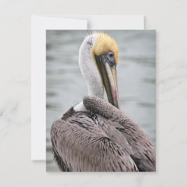 Pelican Flat Card Feiertagskarte (Vorderseite)