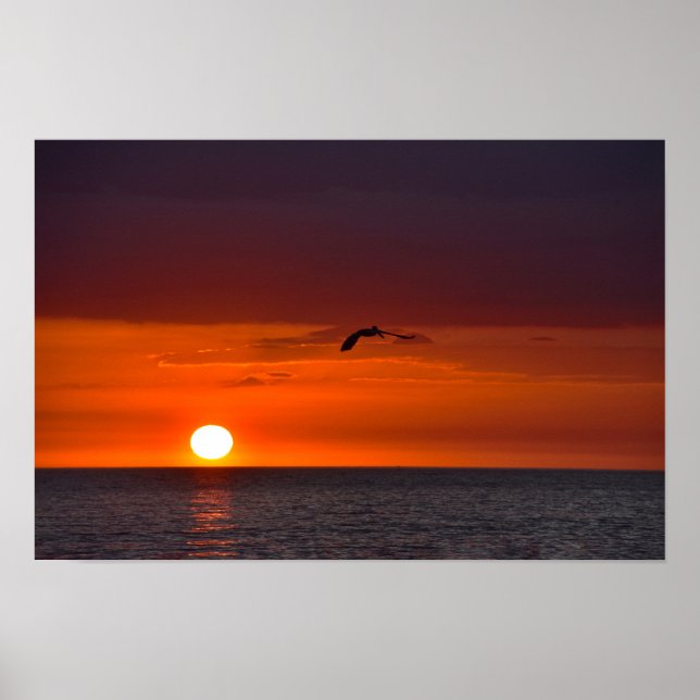 Pelican Flying at Sunset Poster (Vorne)