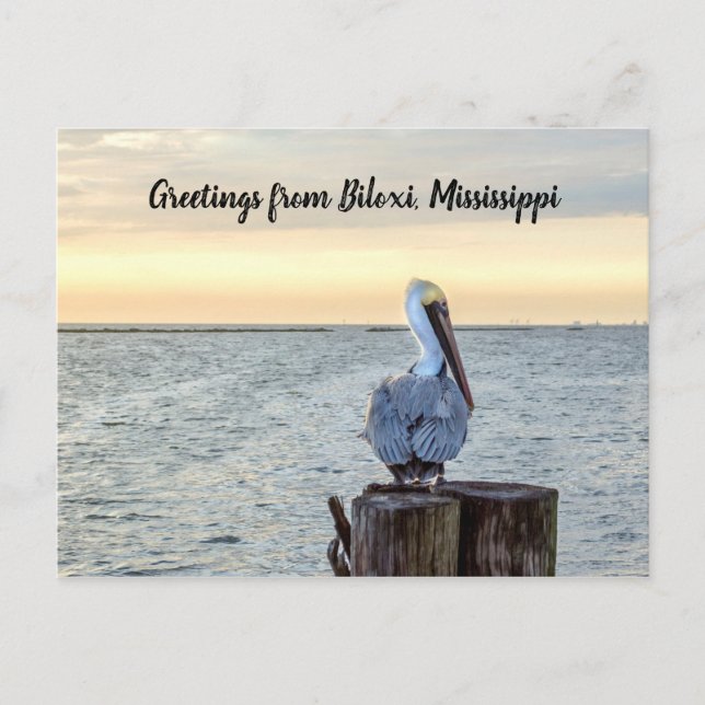 Pelican Greetings Postcard Postkarte (Vorderseite)