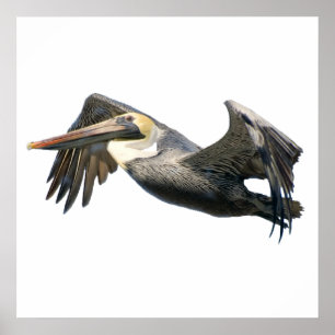 Pelican in Flight Poster