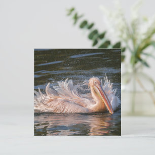 Pelican in Motion