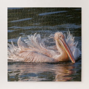 Pelican in Motion