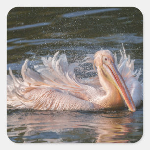 Pelican in Motion Quadratischer Aufkleber