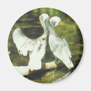 PELICAN-LIEBE - Magnet