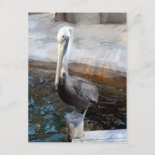 Pelican Liebe, Occasions_ Postkarte