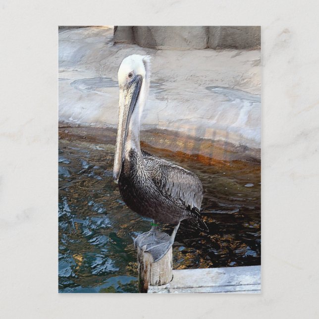 Pelican Liebe, Occasions_ Postkarte (Vorderseite)