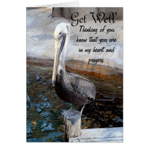 Pelican Love,-Occasions_