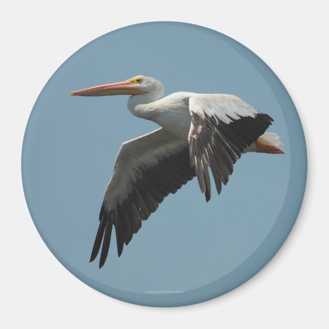 Pelican Magnet 5 (Vorne)