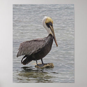Pelican on A Rock Poster