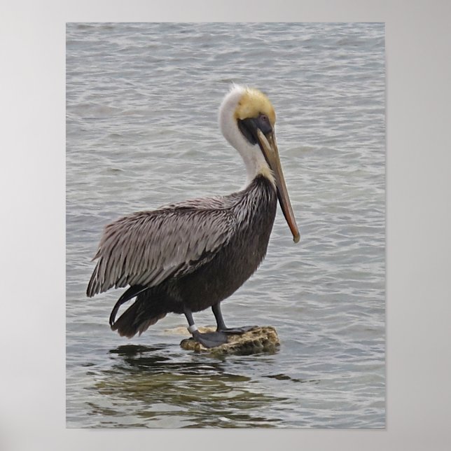 Pelican on A Rock Poster (Vorne)