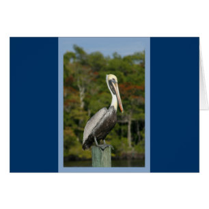 Pelican on Blue