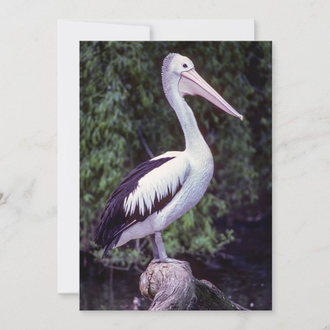 Pelican on Farm, Tasmanien - Australien Einladung (Vorderseite)