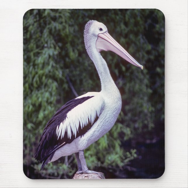 Pelican on Farm, Tasmanien - Australien Mousepad (Vorne)