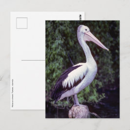 Pelican on Farm, Tasmanien - Australien Postkarte