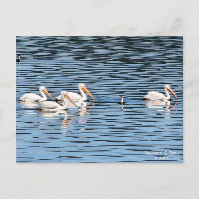 Pelican Parade - Postcard Postkarte (Vorderseite)