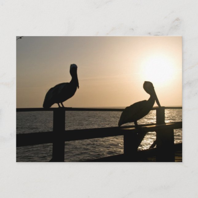 Pelican Post Card Postkarte (Vorderseite)