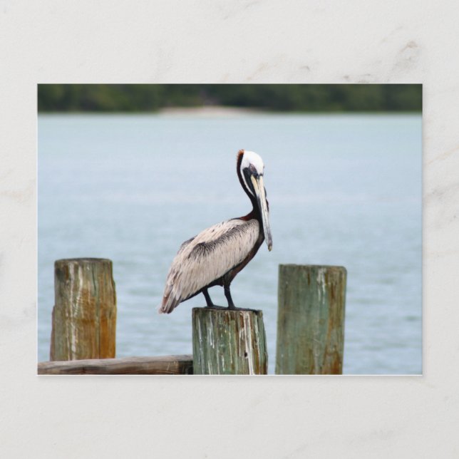 Pelican Postcard Postkarte (Vorderseite)