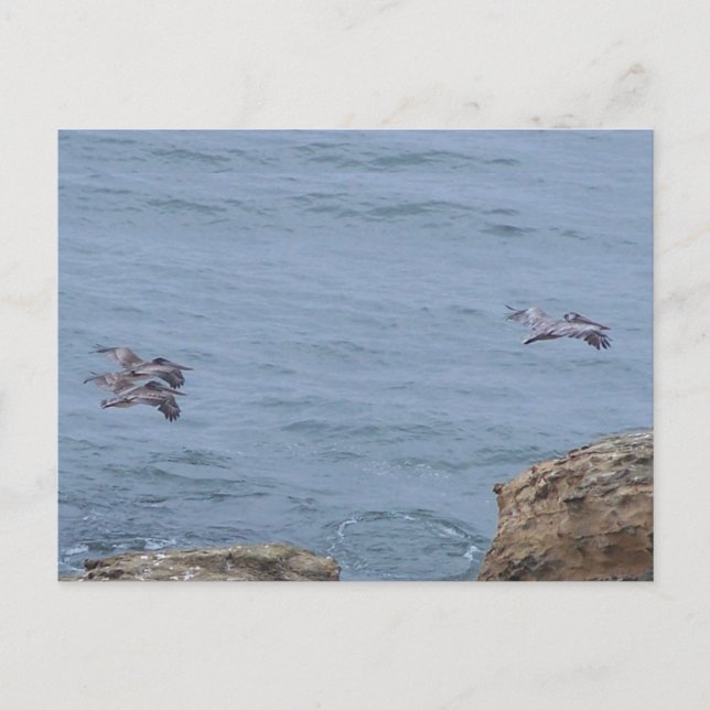 Pelican Postcard Postkarte (Vorderseite)